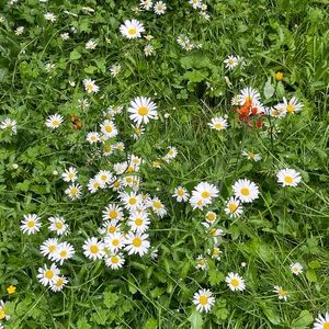 Meet your Posher, Anuta